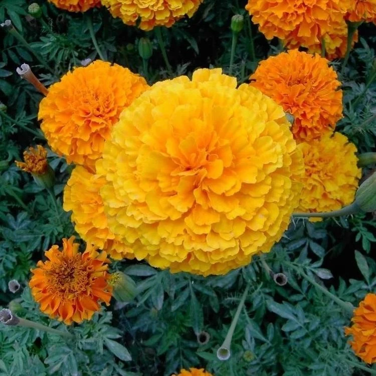 Marigold seeds3