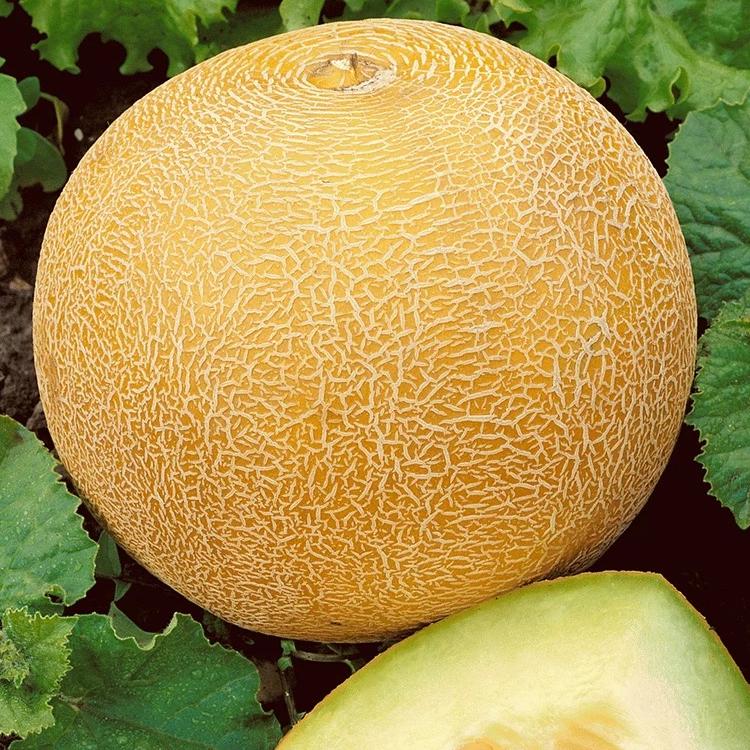 Cantaloupe hami melonfrø